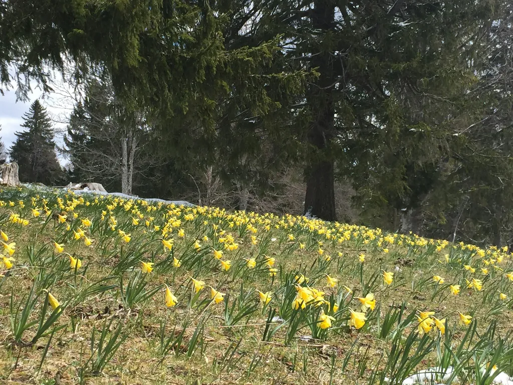"Neuland" zu Berner Jura