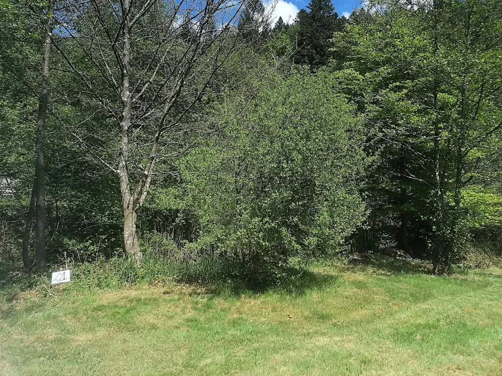 Wieseneckle am Bach mitten im Nationalpark