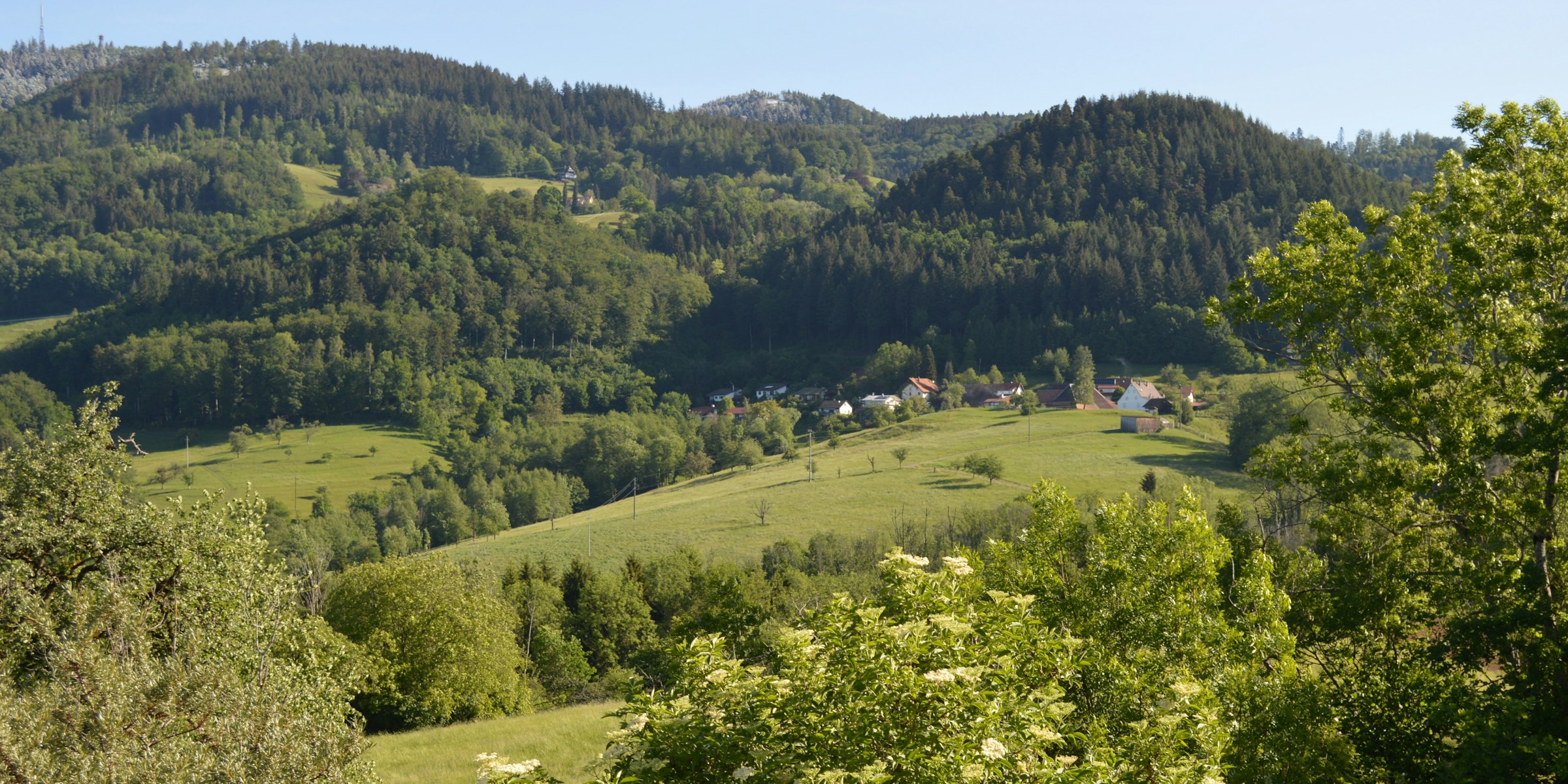 Möhrenblick — photo 3