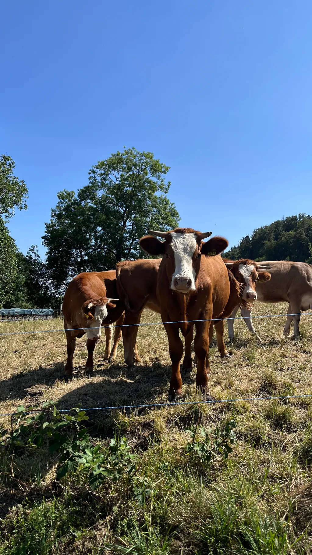 Bild von sima für den Spot 3901