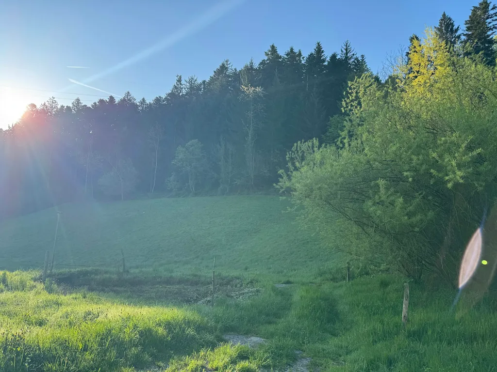 Wo Rehe weiden & der Kuckuck ruft