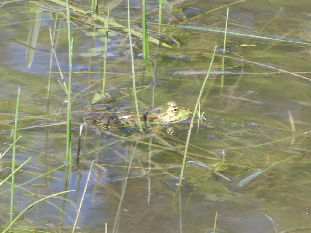 Camping am Teich
