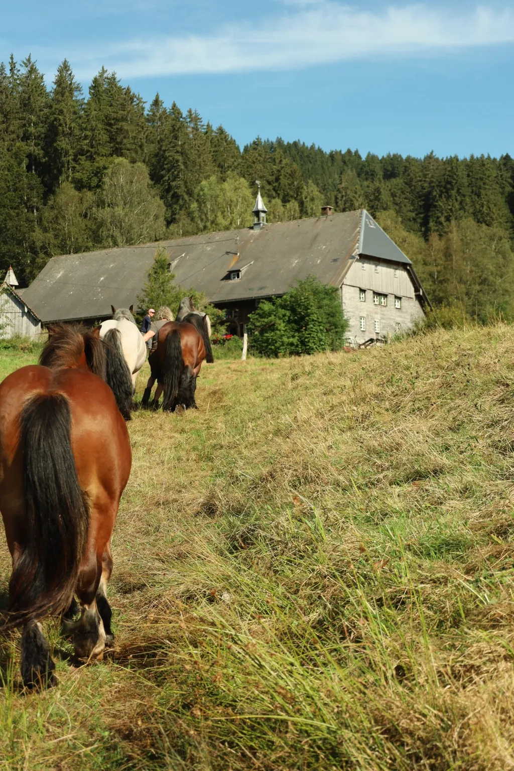 Traumwiese neben historischer Mühle