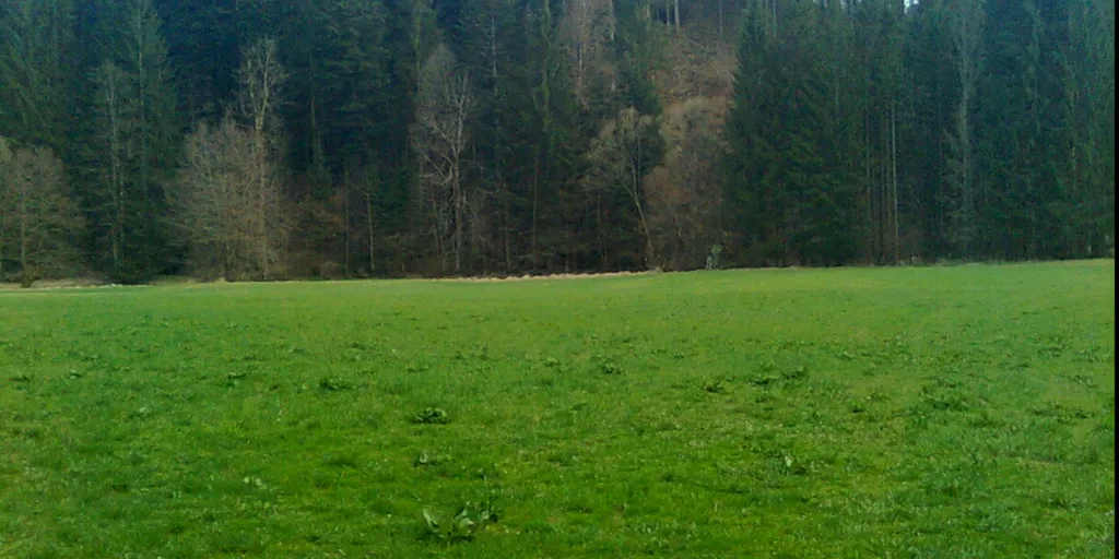 Grüne Wiese am Bachrand