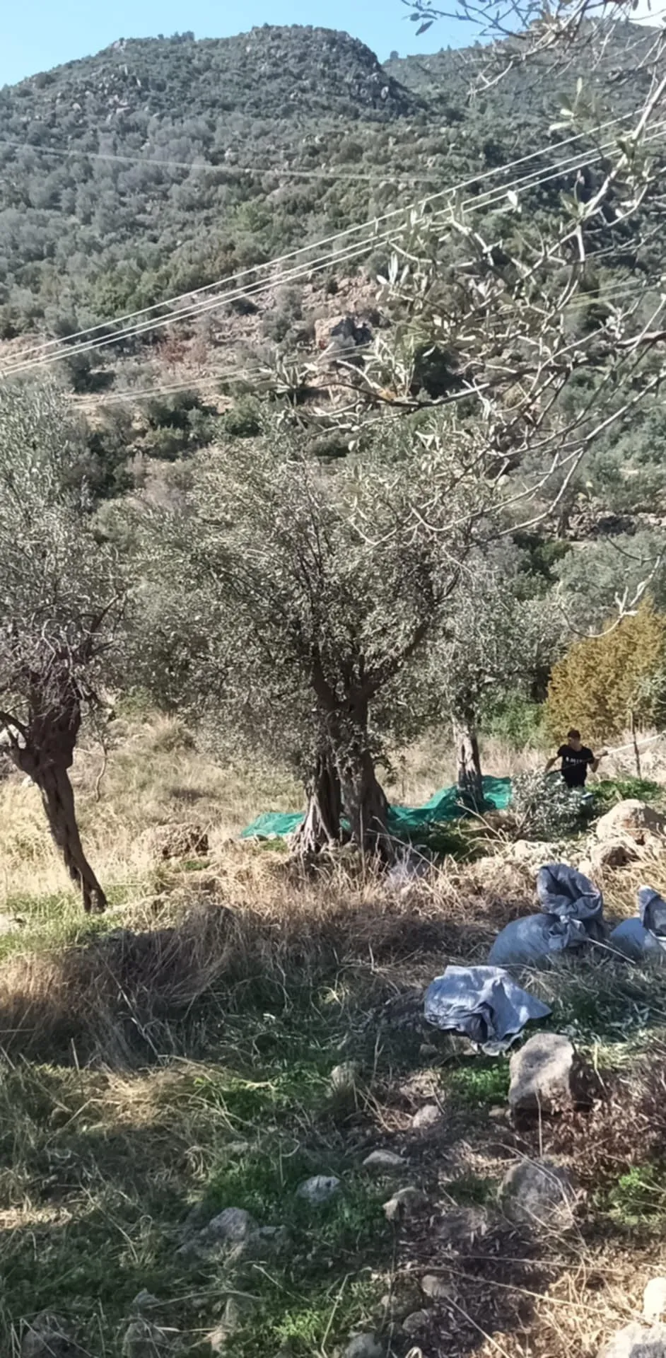 Welcome to our Secret Olive Groves!