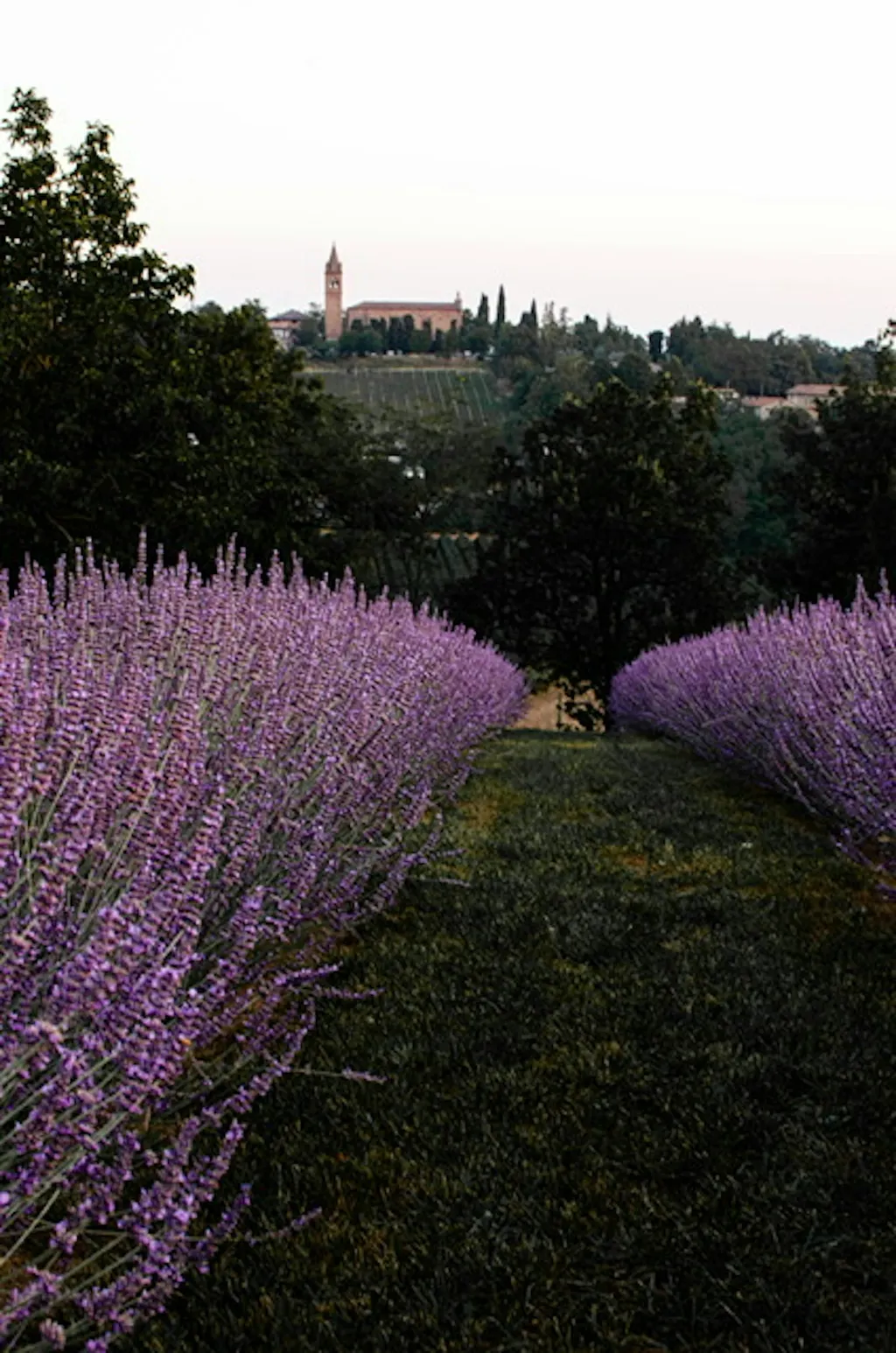 Lavanda e tramonti