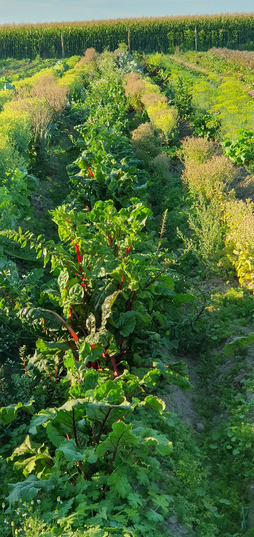 Lebens-mittel-punkt