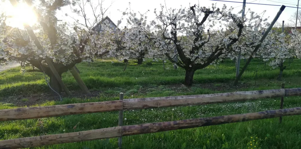 Zwischen Kirschbäumen und Hopfen