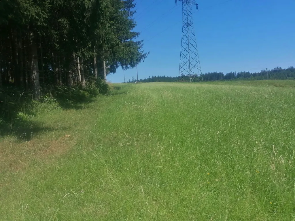 Wiese mit Waldaussicht und Ruhe