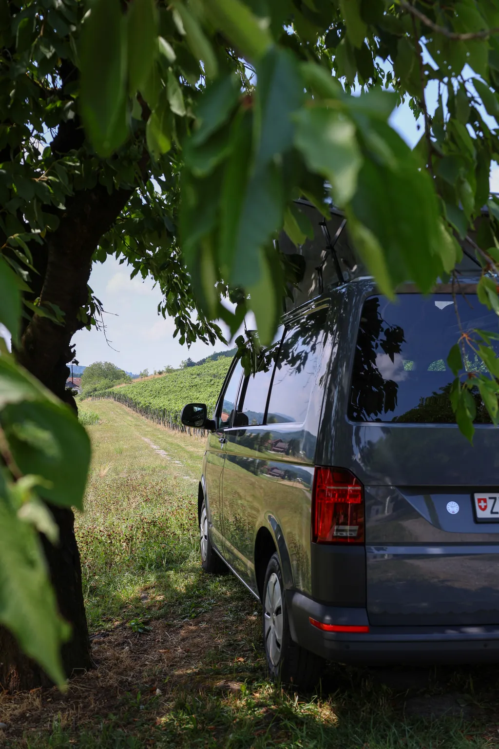 Besuch auf dem Weingut unter einem Kirschenbaum