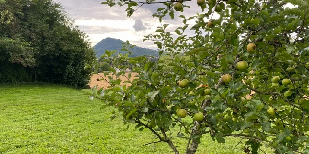 Sonnenwiese Region Bodensee/Hegau