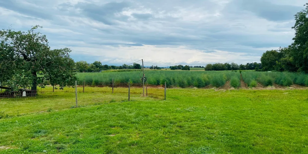 Wiese am Weingut bei Freiburg