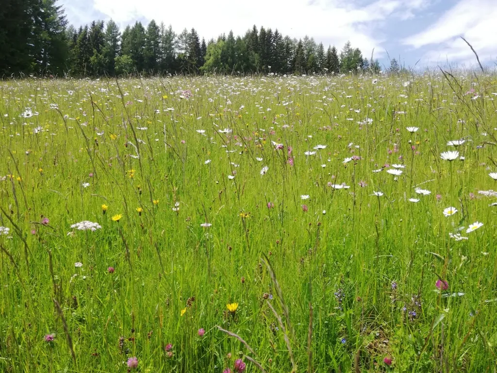 Feine Almhütte in Alleinlage