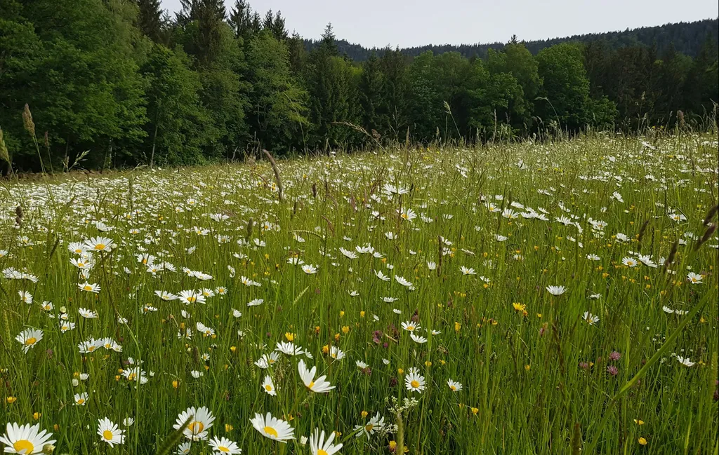 Zwischen Berg und Kuh beim Stefan