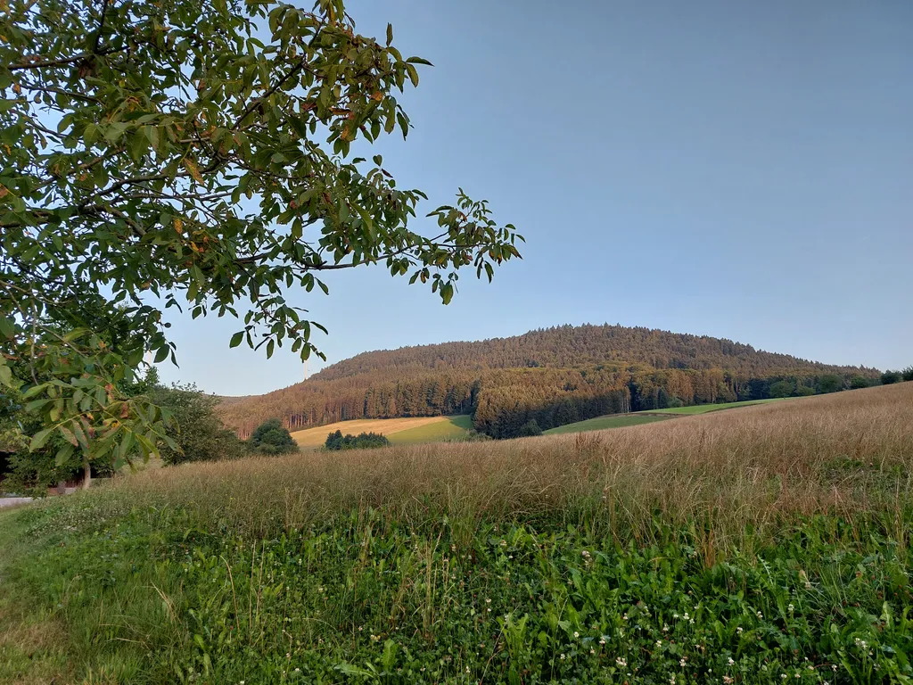 Blick über die Wiese zum Wald