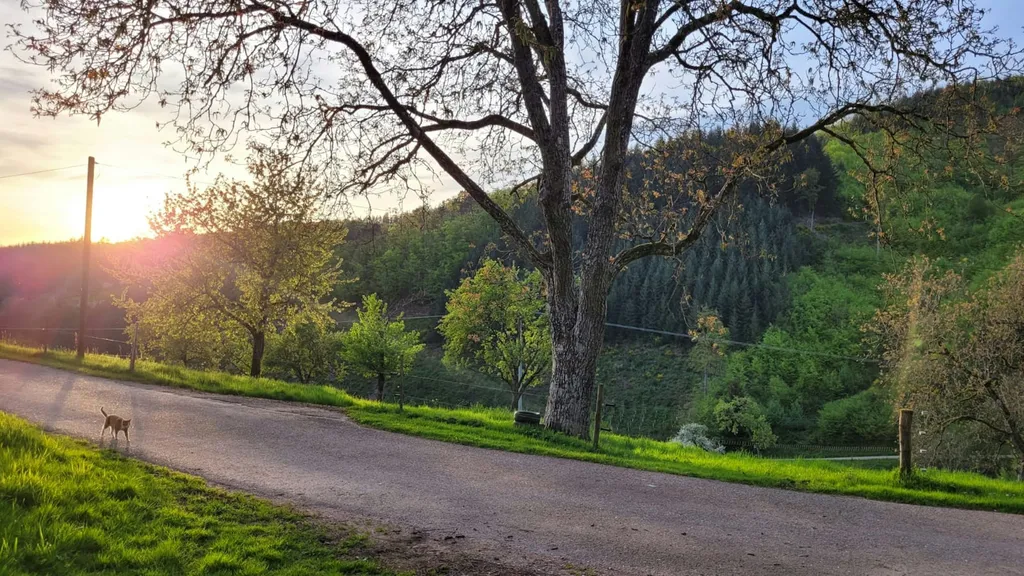 Hasenhof - Gengenbach/Schwarzwald