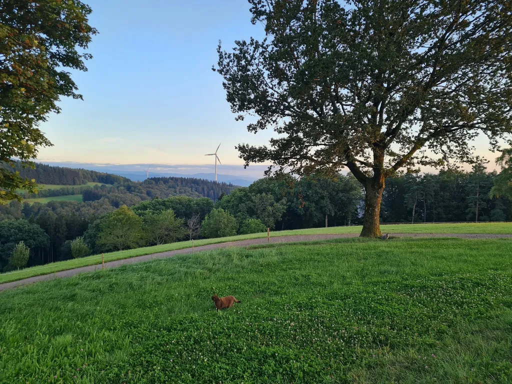 Natur pur - beim Kölble Hof - Eiche