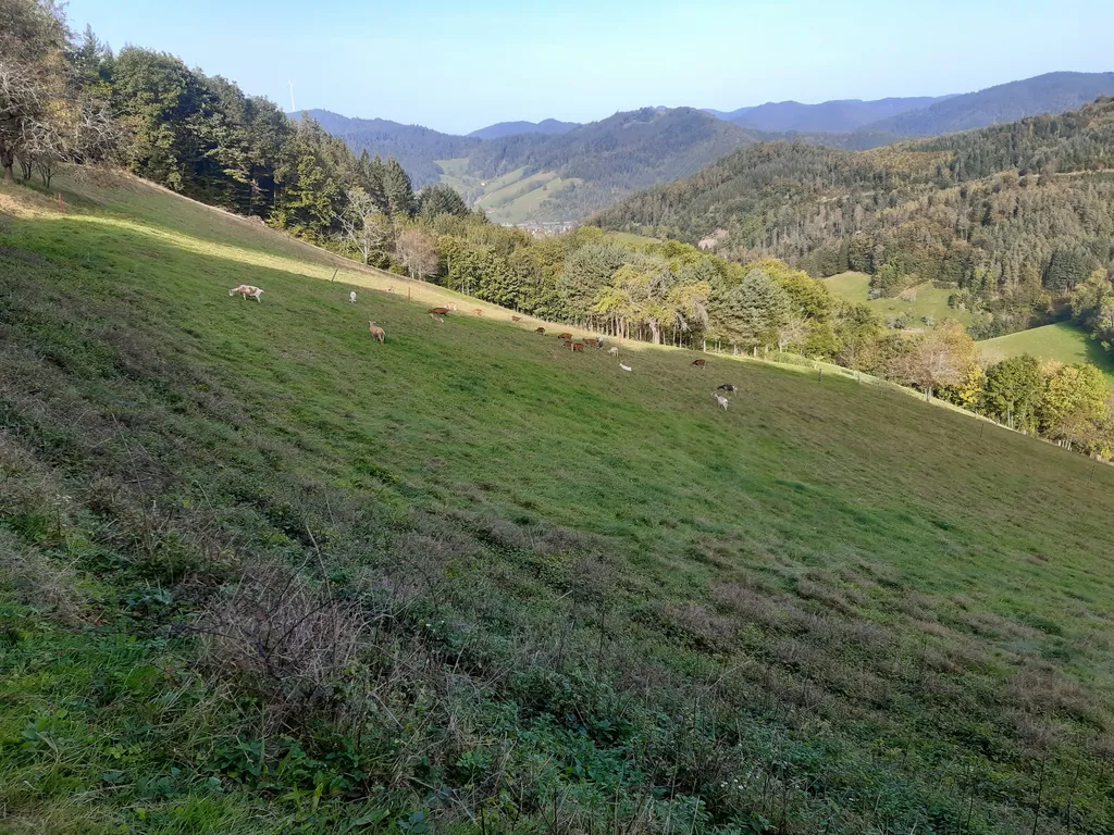 Talblick im Schwarzwald