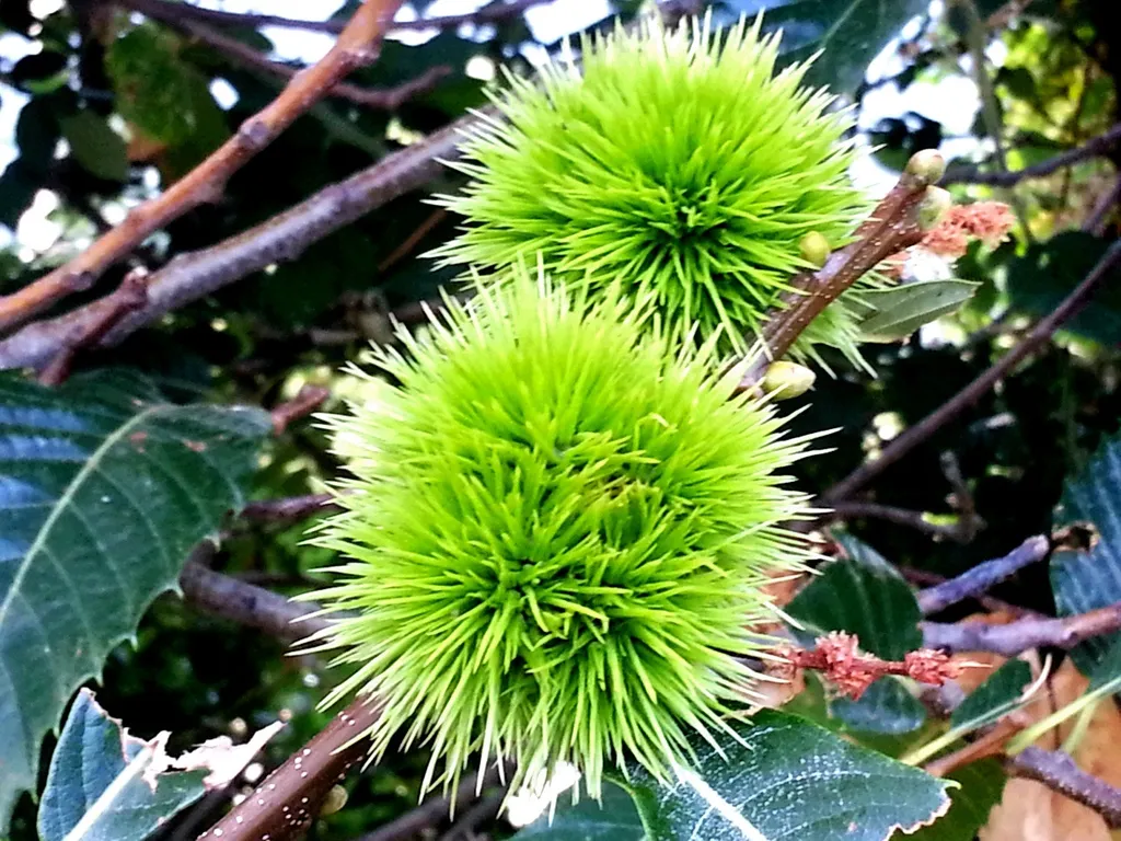 Castañas