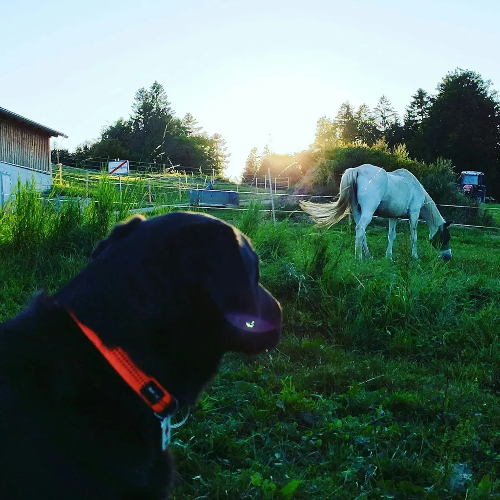 Pferderanch im sonnigen Nebelberg