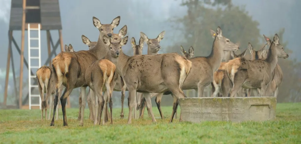 Hirschpark live - Sicht auf Pilatus