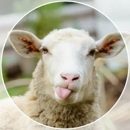 Profilbild von Florin