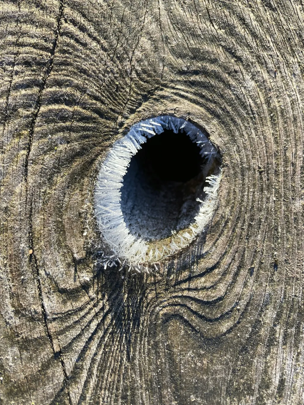 Zeltplatz unterm Apfelbaum
