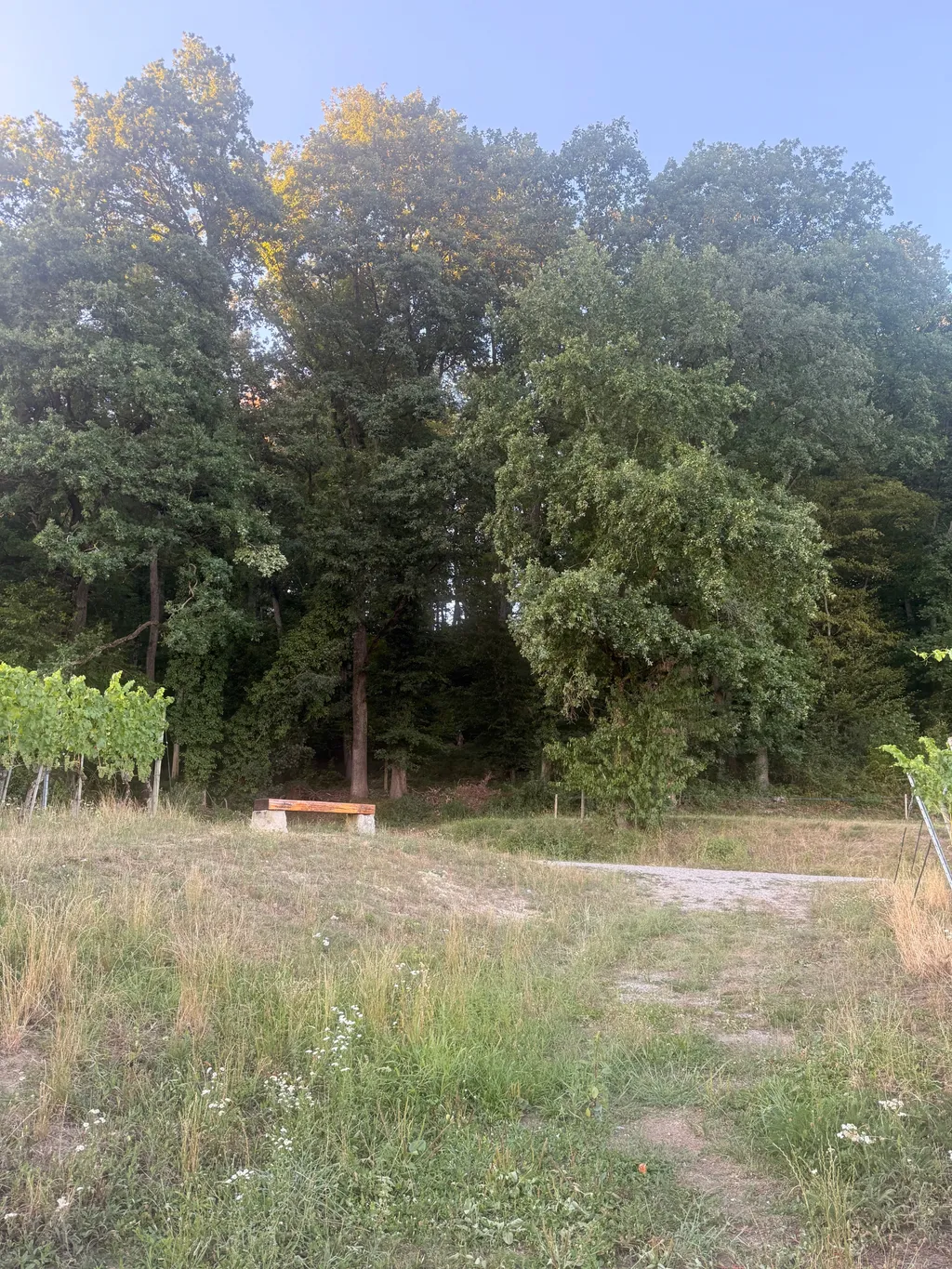 Traumhafte Aussicht in mitten des Rebberges