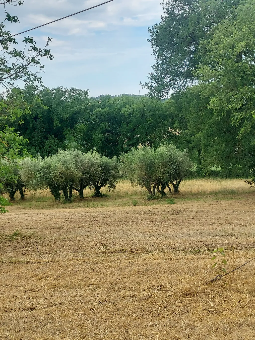 Umbria Verde 2