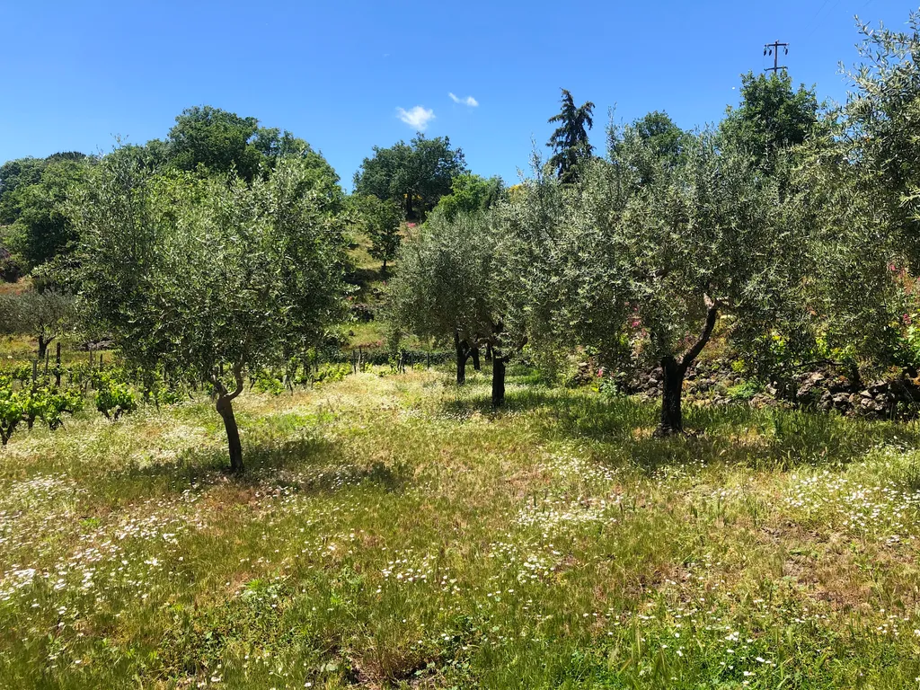 Camp Etna Verde Vine & Olives