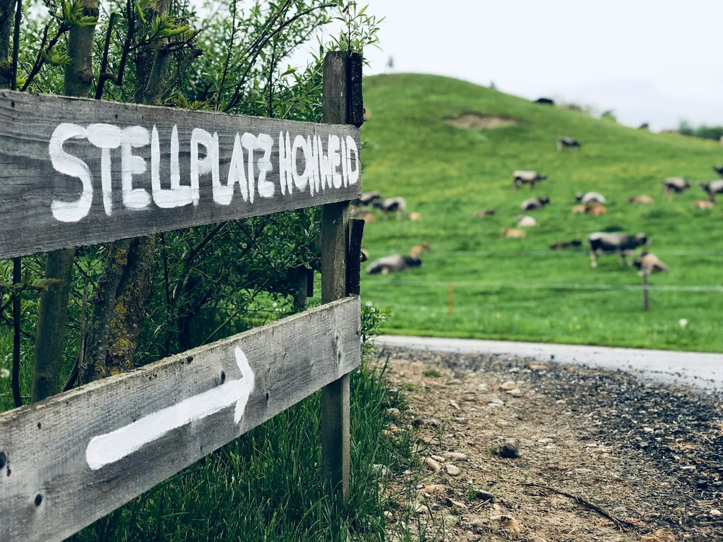 Der Stellplatz ist umgeben von Weiden, auf welchen unsere Mutterkühe im Frühjahr und Herbst grasen.