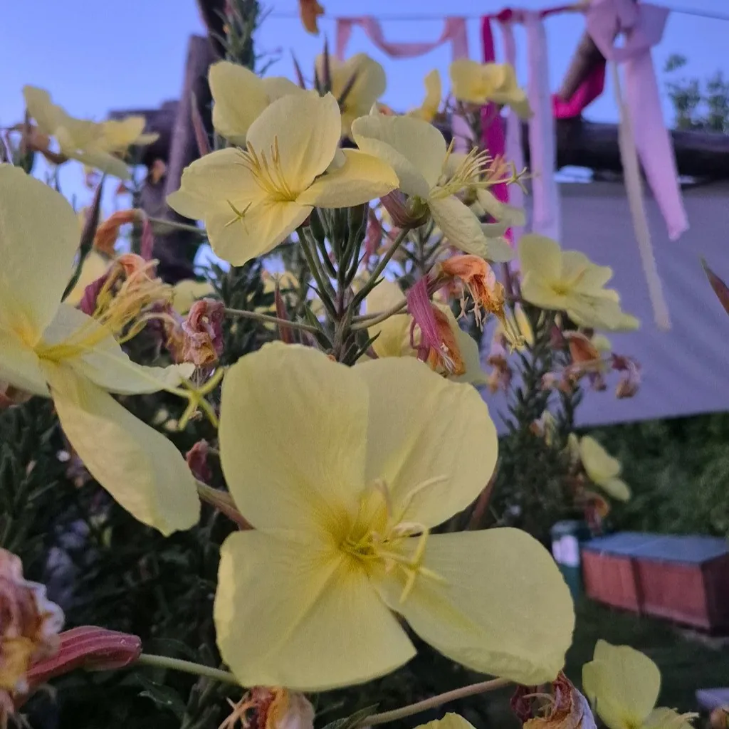 Profilbild von Aline