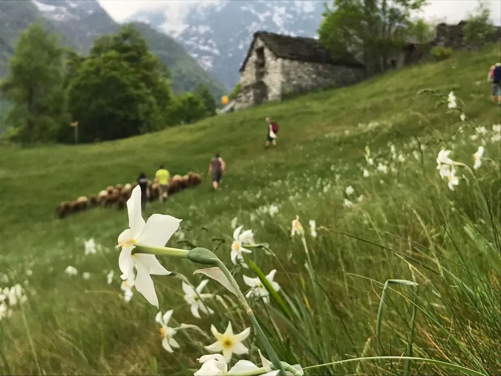 Tipico rustico ticinese