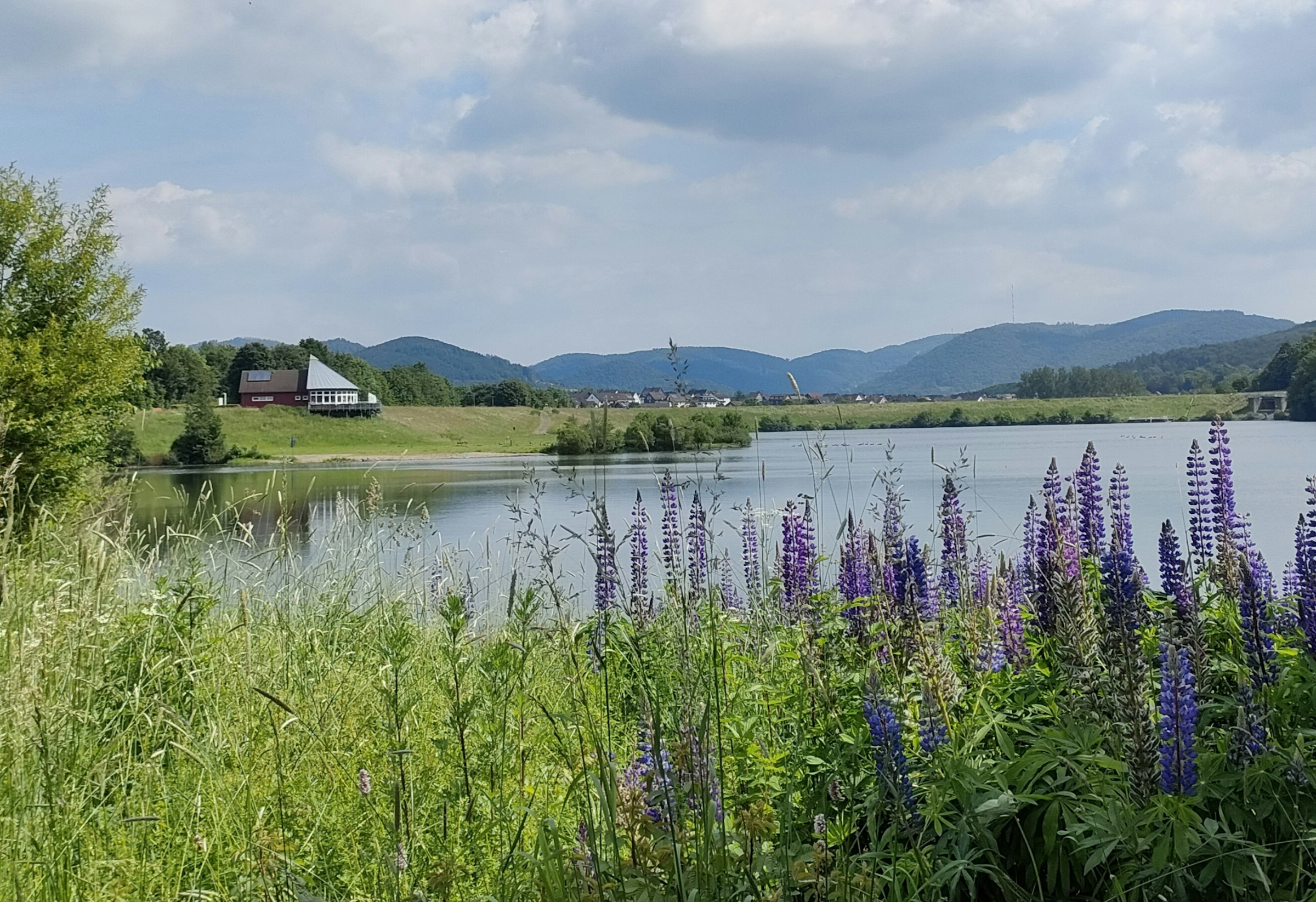 Swannest alone at the lake photo 5