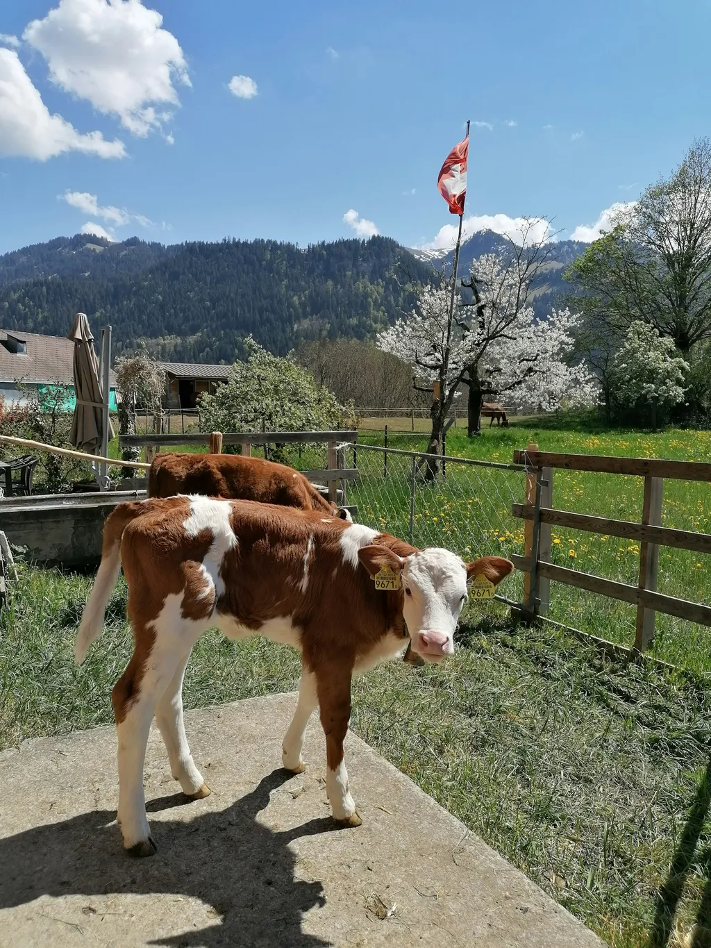 Simmentaler Sonnenterrasse