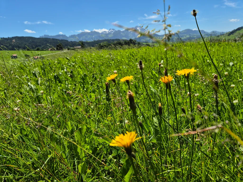Wiesenglück mit Alpsteinblick