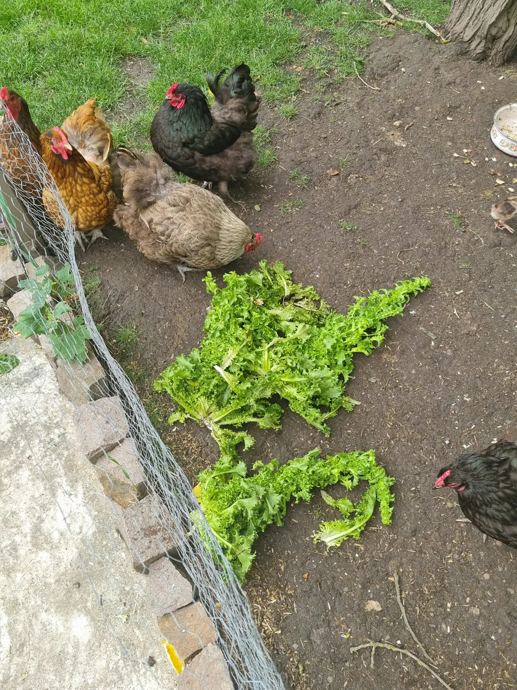 Hähne wecken euch im Lossatal