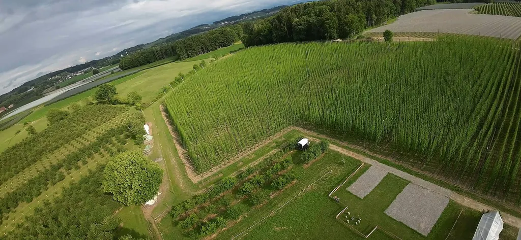 Zwischen Kirschbäumen und Hopfen
