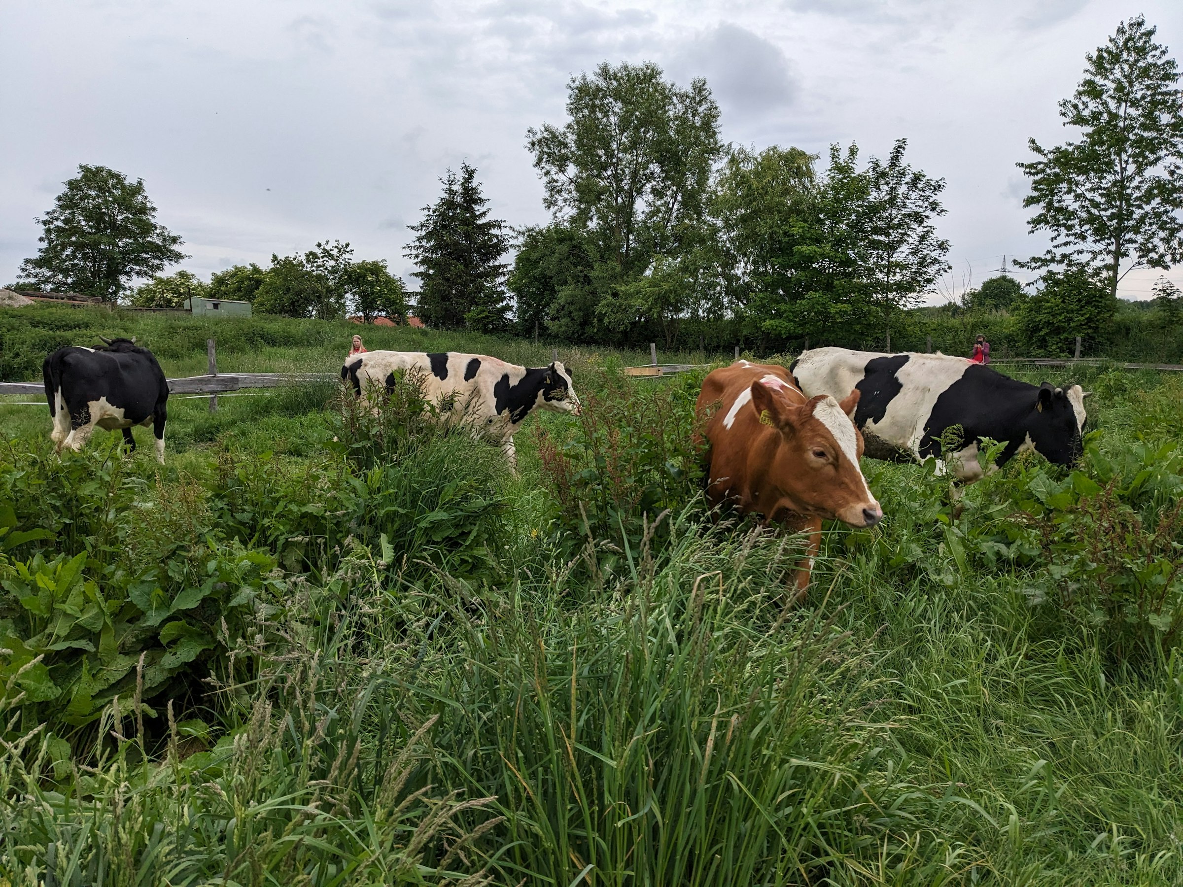 Bio-Bauernhof zum Miterleben