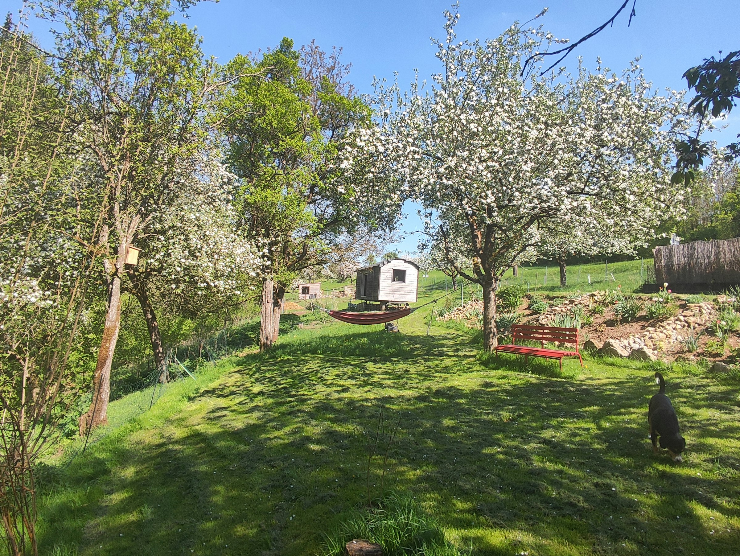 Unter dem Walnussbaum