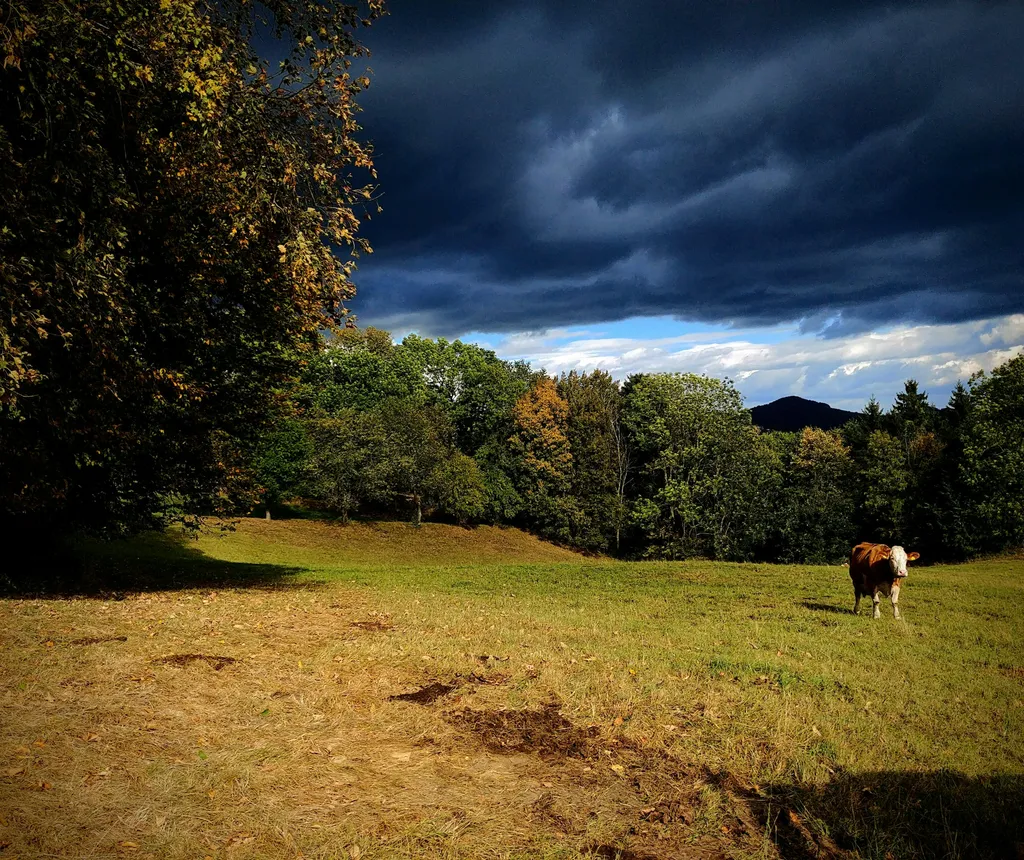 Idyllische Weide in den Voralpen!