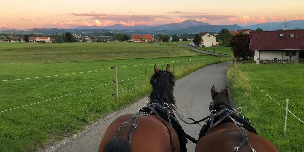 Individuelle Kutschfahrten mit unseren tollen Pferden oder Ochsen können direkt hier am Hof gebucht werden