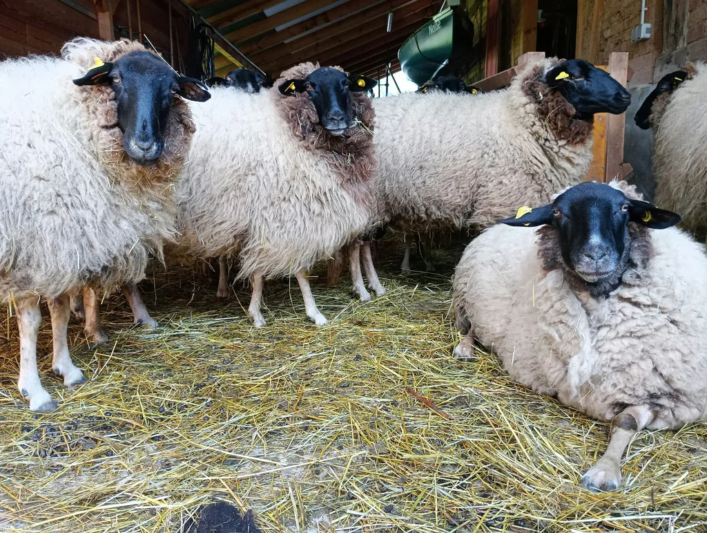 Malerischer Bauernhof am Stadtrand