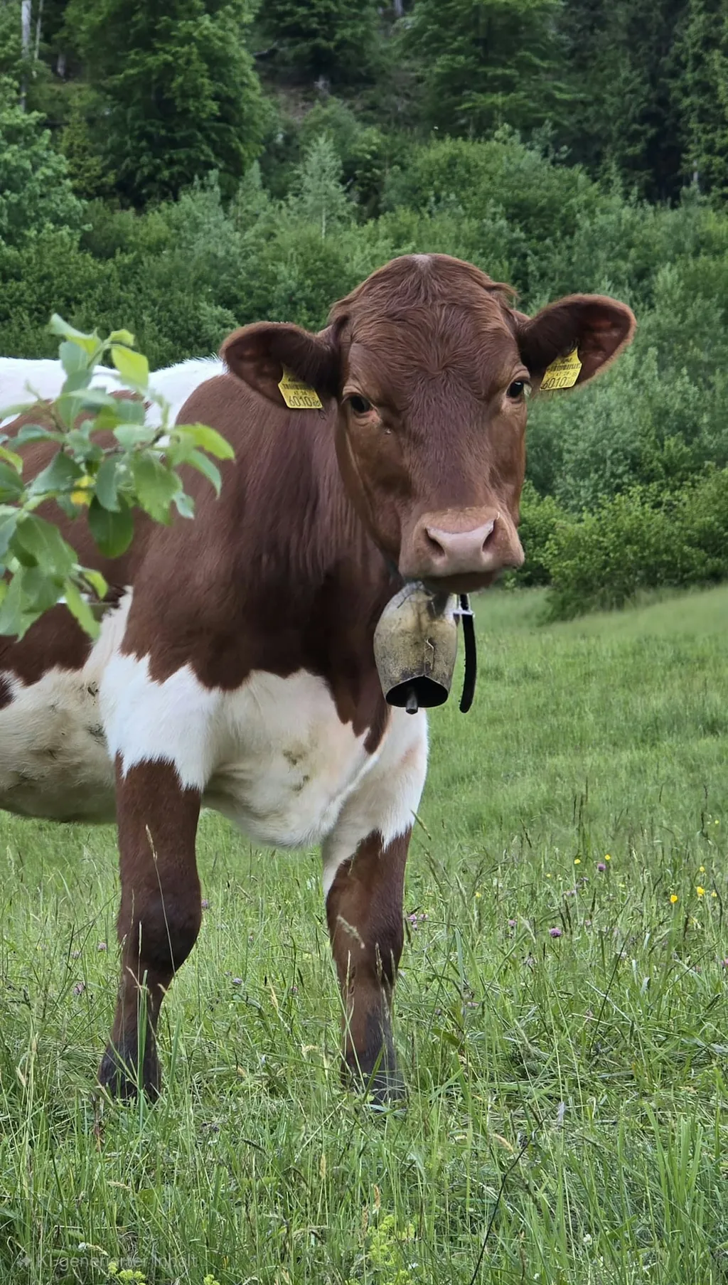 Auszeit auf der Wildtier-Alm