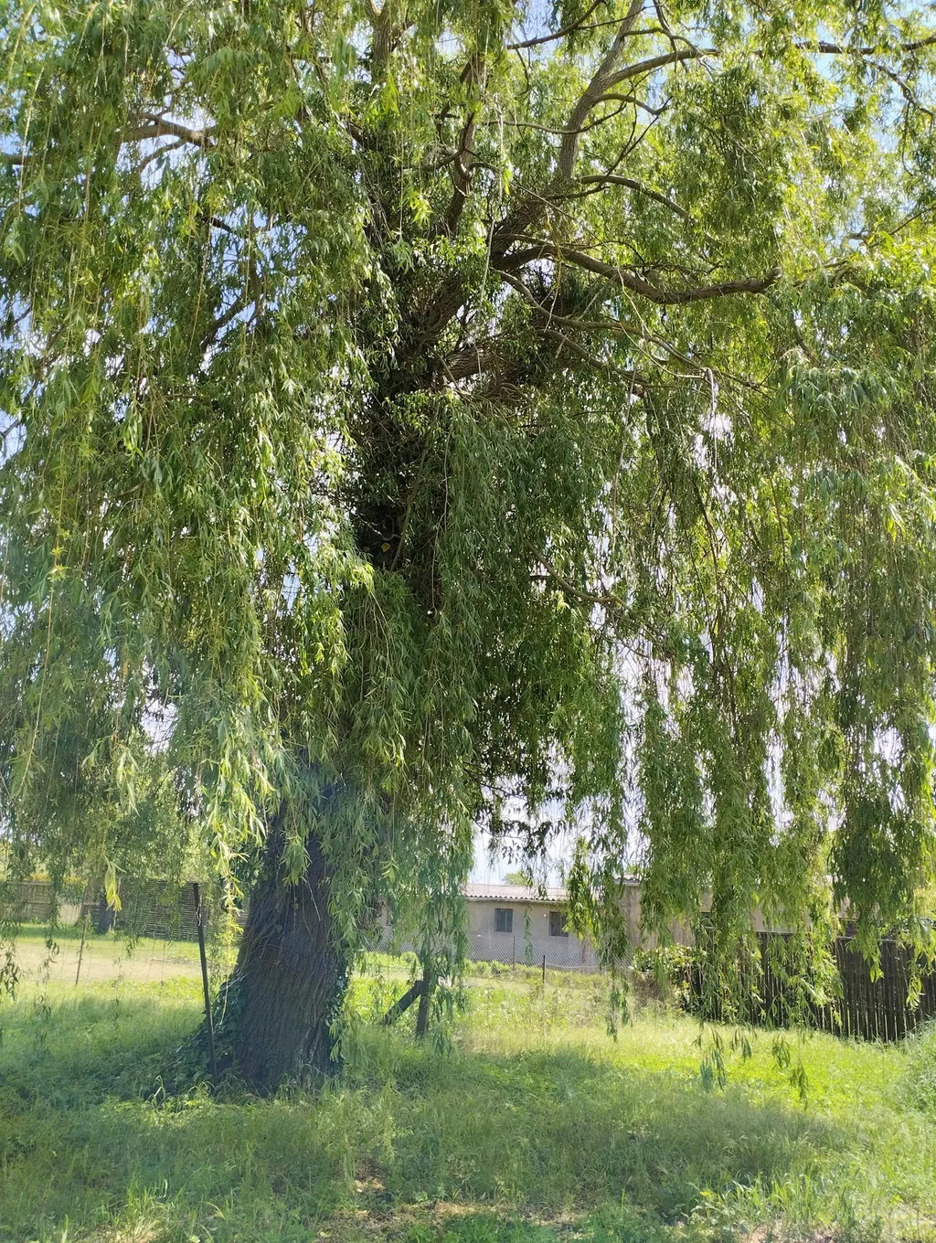 Annika Möhres avatar