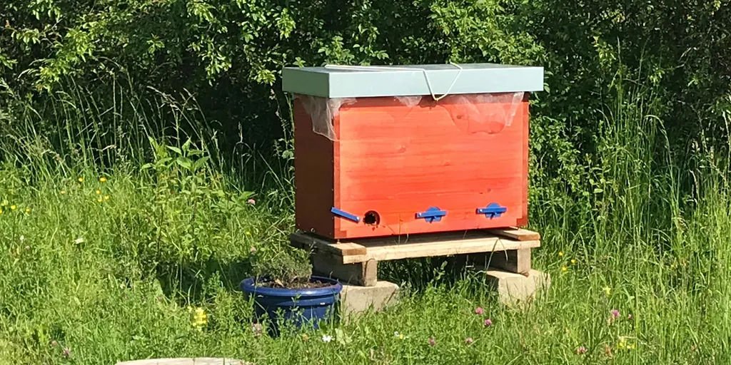 Blumenwiese am Ortsrand