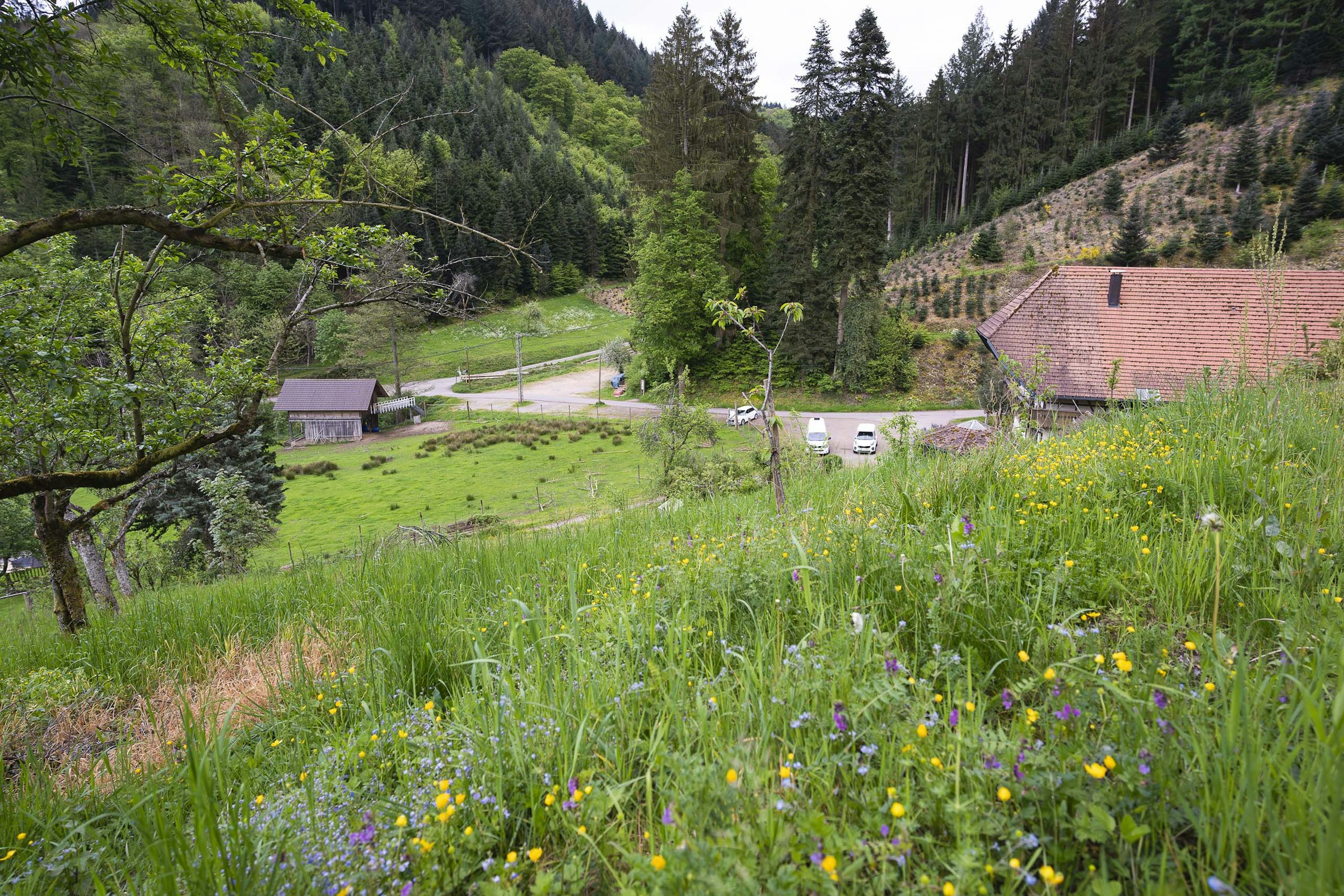 Serrerhof im Schwarzwald — photo 4