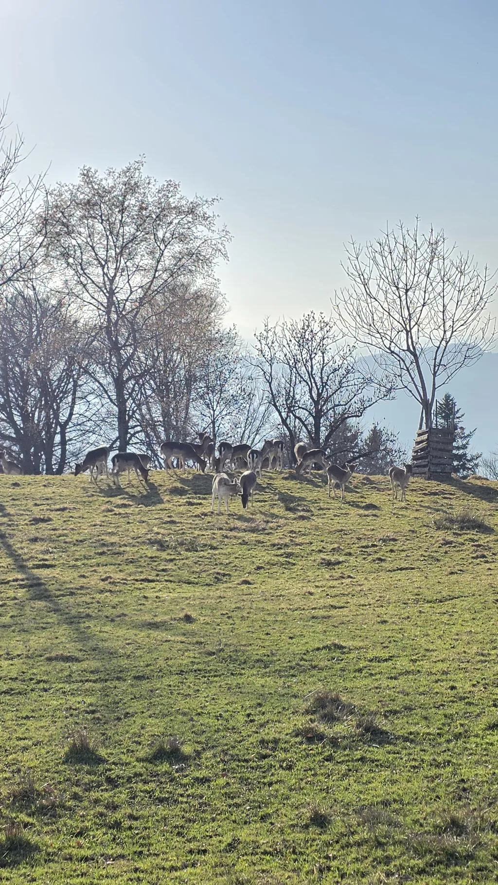 Glamping Zelt ''Hirschen"