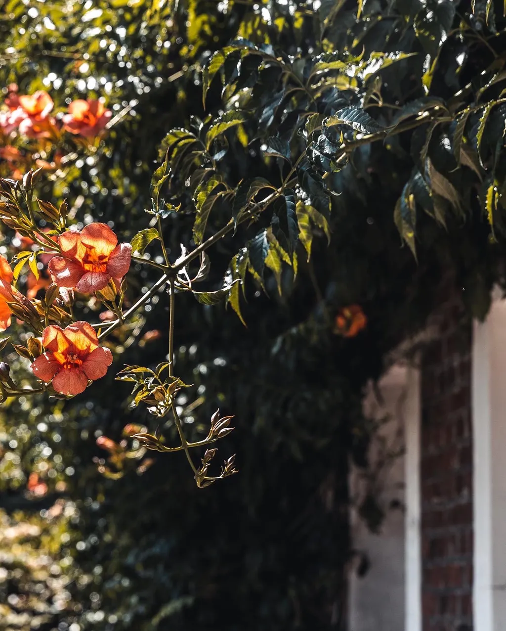 Camping à la ferme dans un endroit calme et fleuri