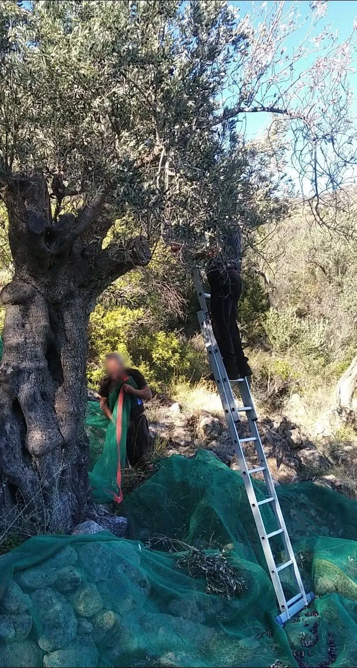 Welcome to our Secret Olive Groves!